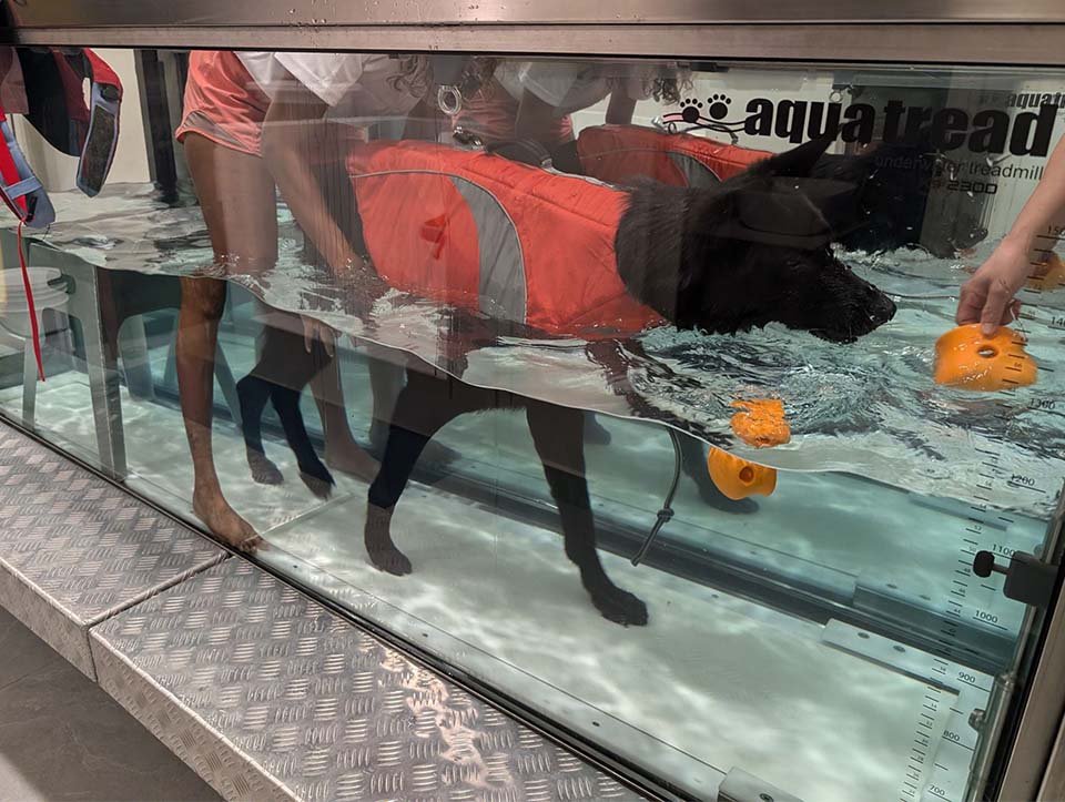 Complete rehabilitation services at ARK Vet Rehab