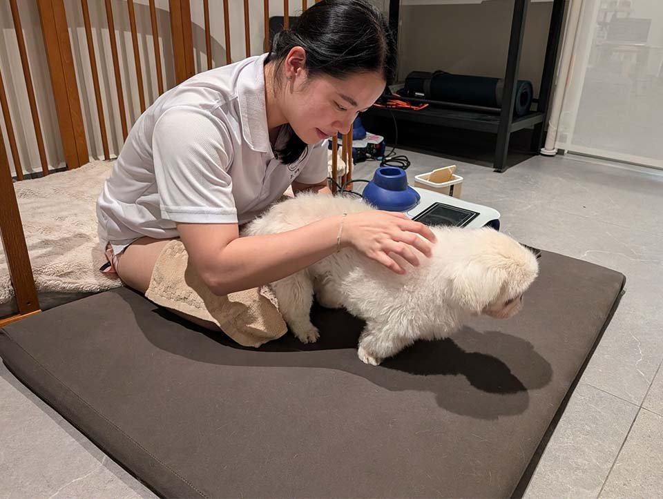Trusted, experienced veterinarians at ARK Vet Rehab